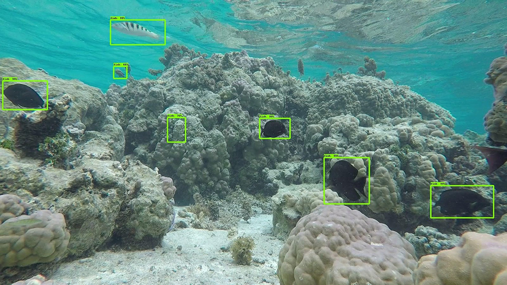  Exemple de détection automatique de spécimens de poissons dans des vidéos sous-marines. © Valentine Fleuré