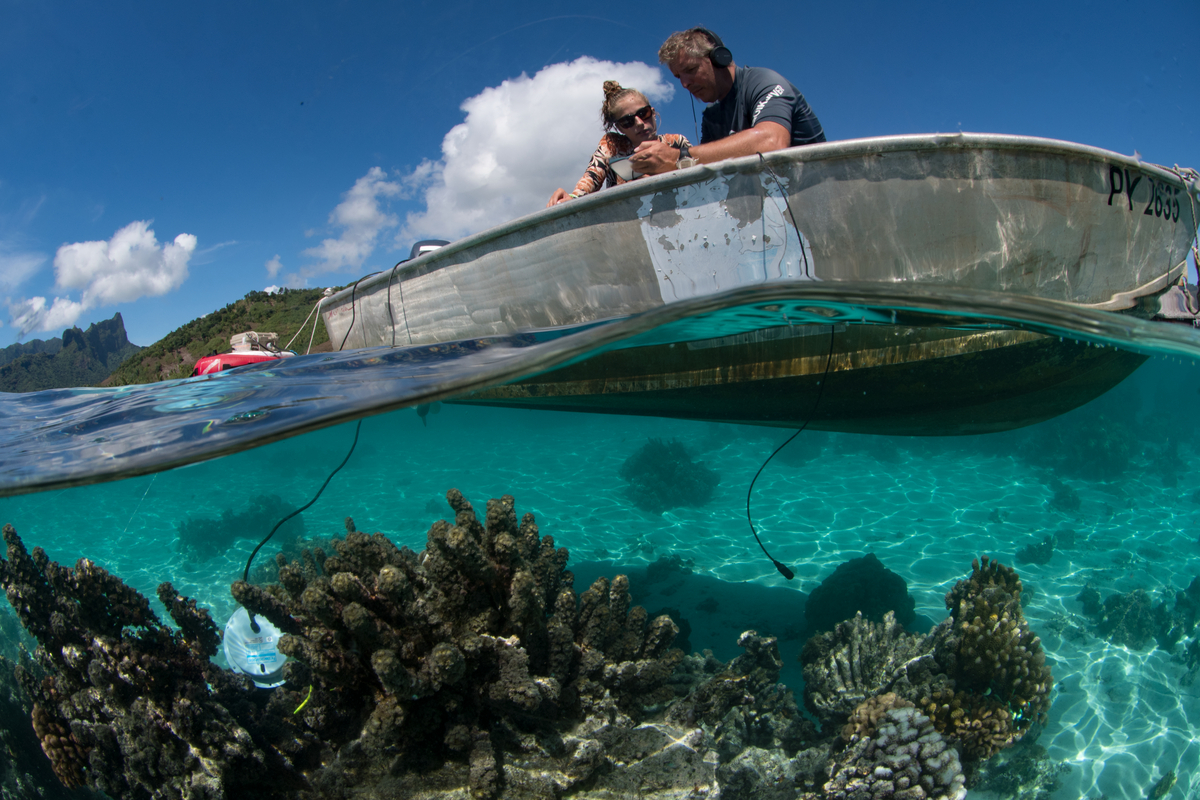 Relevé des signatures sonores d’un récif corallien dans le lagon de Moorea, en Polynésie française. Durant quatre mois, des scientifiques ont suivi l'activité sonore des récifs sur la pente externe de l'île, à l'aide d'hydrophones répartis dans des aires marines protégées (AMP) et des zones non protégées © Yannick CHANCERELLE / CRIOBE / CNRS Photothèque 