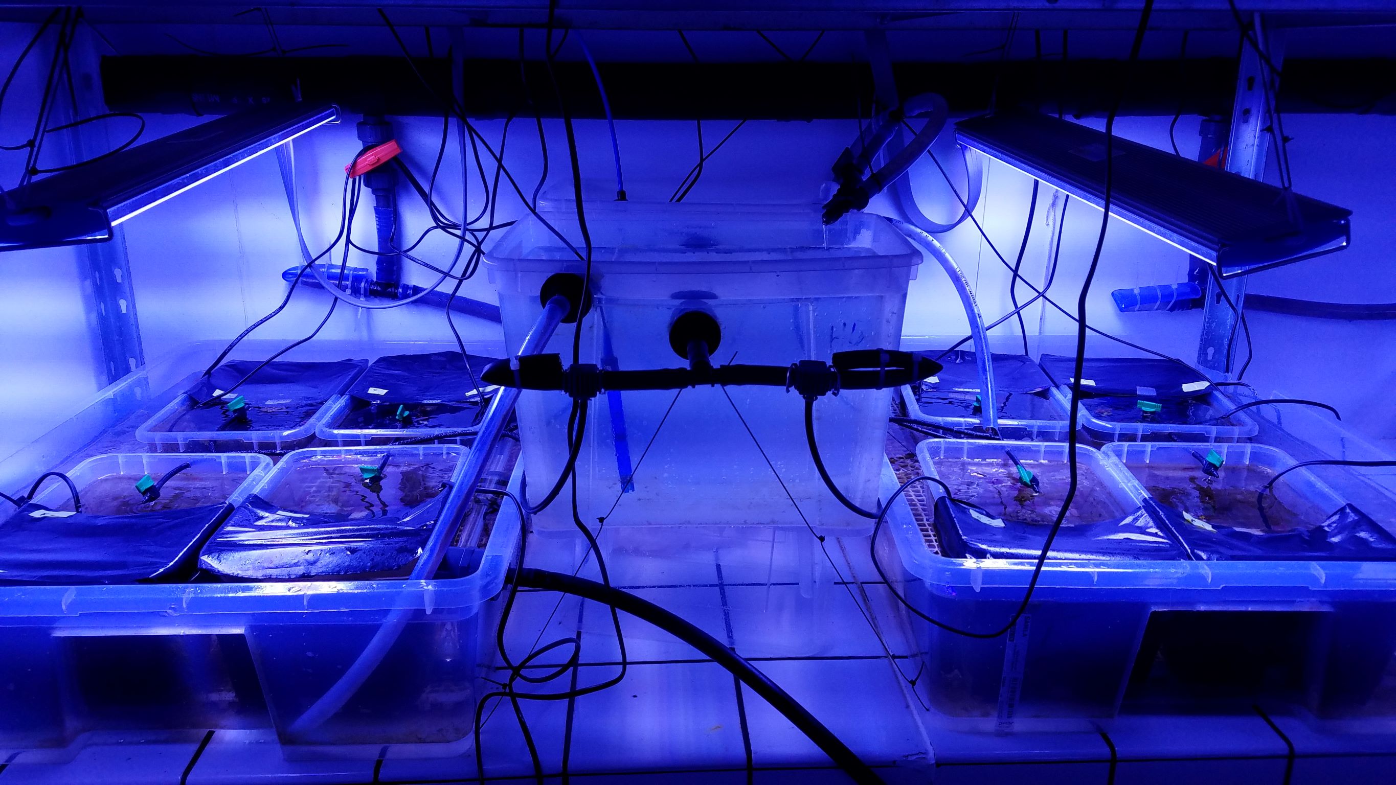 expériences menées deux étés de suite en salles à température contrôlée au laboratoire d'Océanographie de Villefranche 