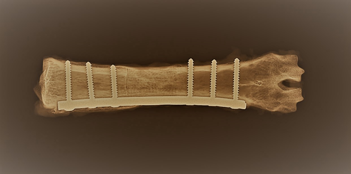 Radiographie d'un os cicatrisé - crédit B3OA/école nationale vétérinaire d'Alfort